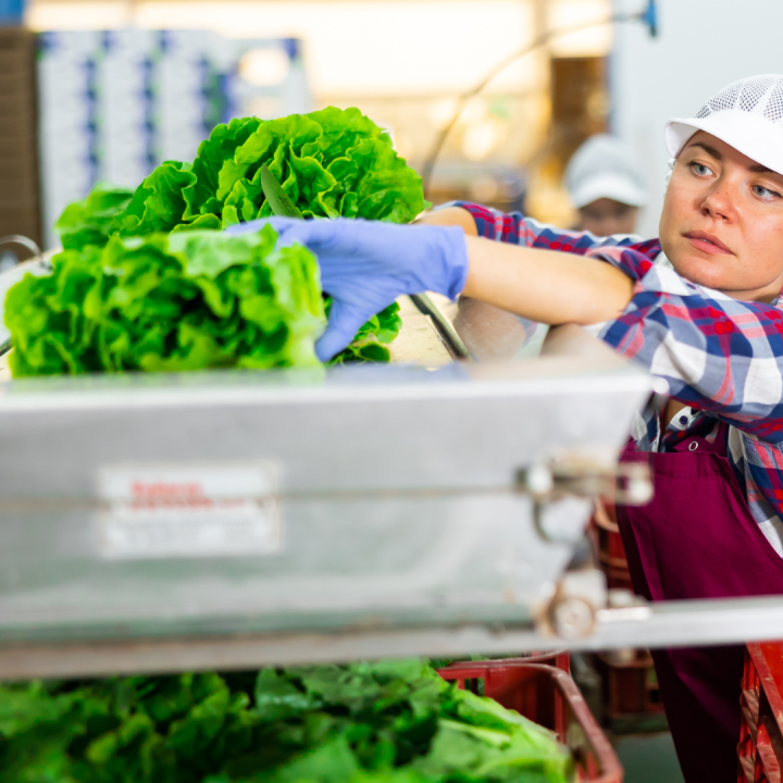vegetables factory export natural preservative